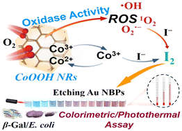 Graphical abstract: Two birds with one stone: colorimetric and photothermal dual-mode biosensor based on CoOOH nanorings for detecting β-galactosidase activity and Escherichia coli