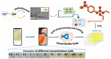 Graphical abstract: Machine learning-assisted CeO2 nanorod sensor platform for visual detection of paraoxon