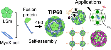Graphical abstract: Design, structures, and applications of an icosahedral artificial protein nanocage, TIP60