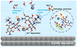 Graphical abstract: Bio-derived chitosan additive enables anion anchoring and Zn(002) deposition for high-performance Zn anodes