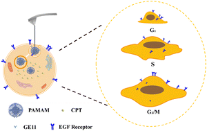 Graphical abstract: Revealing the effects of the cell cycle on cellular uptake of nano-drugs at single particle level