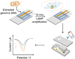 Graphical abstract: Hydrogel-based electrochemical LAMP sensor for rapid, contamination-free and ultrasensitive point-of-care detection of Vibrio parahaemolyticus