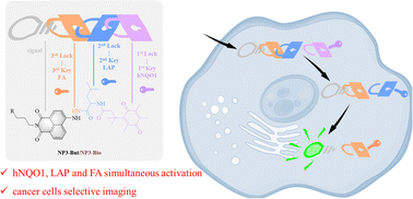 Graphical abstract: Triple-locked fluorescent probes sequentially activated by hNQO1, LAP and FA: application in bioimaging of cancer cells