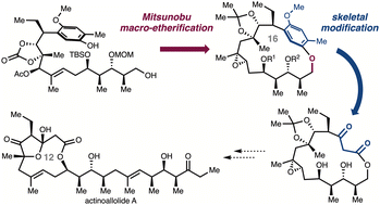 Graphical abstract: Macrocyclic skeletal modification approach to the anti-trypanosomal macrolides, actinoallolides