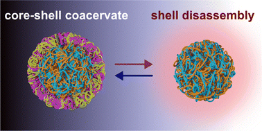 Graphical abstract: Dynamic membranization results in core–shell coacervates that selectively localize particles and small molecules