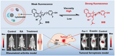 Graphical abstract: A lysosomal fluorescent probe for the imaging of viscosity in tumoral ferroptosis and rheumatoid arthritis mice models