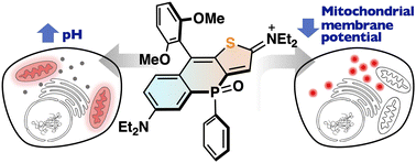 Graphical abstract: Unsymmetric thieno-phospha-rhodamines: a new class of near-infrared fluorescent probes for stimuli-responsive organelle imaging