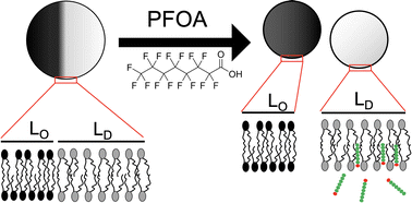 Graphical abstract: PFOA induces fission of phase-separated phospholipid vesicles