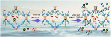 Graphical abstract: A metal-templated macrocyclic organic network with elevated hydrophilicity: a three-in-one approach to uranyl capture with ultra-fast kinetics