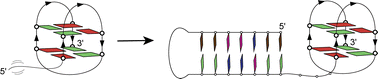Graphical abstract: An antiparallel G-quadruplex structure with a 5′-end overhang forms predominantly at the human telomeric ds–ss DNA junction