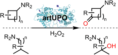 Graphical abstract: Scalable biocatalytic oxygenation of aliphatic amine derivatives using a class I unspecific peroxygenase