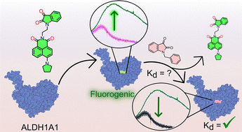 Graphical abstract: A fluorogenic probe for screening aldehyde dehydrogenase 1A1 (ALDH1A1) inhibitors