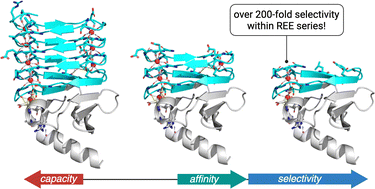 Graphical abstract: Reducing binding site heterogeneity via truncation of the RTX domain enhances selectivity for rare earth element separation