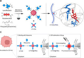 Graphical abstract: Ribosome affinity carbon dots for live-cell imaging of endoplasmic reticulum