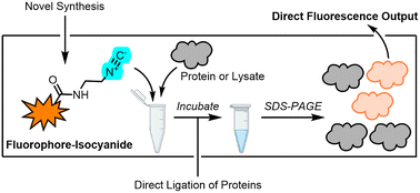 Graphical abstract: Investigating the bioorthogonality of isocyanides