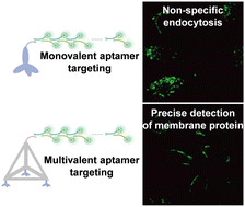 Graphical abstract: DNA frameworks equipped with high-affinity multivalent aptamers for the reliable and amplified detection of a specific membrane protein
