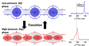 Graphical abstract: Xenon adsorption-induced flexibility of the zeolitic imidazolate framework ZIF-4 observed by in situ 129Xe NMR spectroscopy