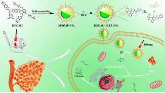 Graphical abstract: Biomimetic synthesis of a benzobisthiazole-based conjugated polymer for pH-responsive drug delivery and synergistic tumor therapy