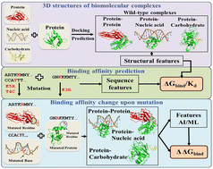 Graphical abstract: Computational design of protein complexes: influence of binding affinity