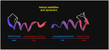 Graphical abstract: Forces behind N- and C-capping of peptidic helices