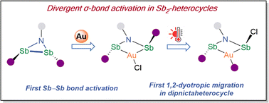 Graphical abstract: Synthesis and reactivity of a small distibacycle featuring an Au–Sb bimetallic linkage