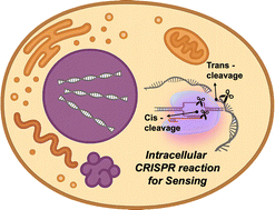 Graphical abstract: Intracellular biosensors by functional nanomaterial-integrated CRISPR technologies for real-time molecular sensing