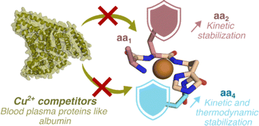 Graphical abstract: Optimizing the amino terminal Cu(ii)- and Ni(ii)-binding (ATCUN) motif for Cu(ii) complexes with improved inertness