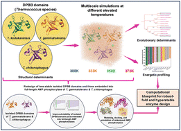 Graphical abstract: Decoding fold robustness and thermostability in Thermococcus AMP phosphorylase and its DPBB domains