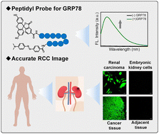 Graphical abstract: An AI-engineered peptidyl fluorescence probe for GRP78: advancing renal cell carcinoma diagnosis