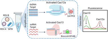 Graphical abstract: A label-free orthogonal dual-channel CRISPR-Cas platform for simultaneous detection of Mycobacterium tuberculosis and respiratory syncytial virus