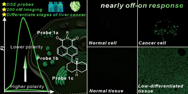 Graphical abstract: Dual-state emission probes with a decahydroquinoline-naphthalimide skeleton for cells and tissue imaging at low concentration