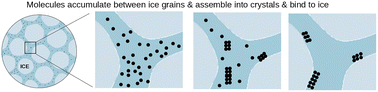 Graphical abstract: Collective mechanism of ice recrystallization inhibition by small molecules