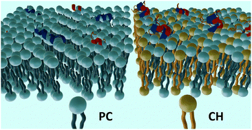 Graphical abstract: Cholesterol-dependent interaction of SARS-CoV internal and N-terminal fusion peptides: implications in membrane fusion