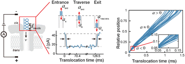 Graphical abstract: A three-stage translocation model for revealing nanopore fingerprint signatures