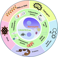 Graphical abstract: Recent advances in nanozyme–CRISPR/Cas biosensors