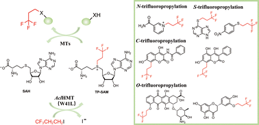 Graphical abstract: Enzymatic trifluoropropylation by a trifluoropropyl S-adenosylmethionine analogue