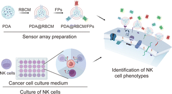 Graphical abstract: Fluorescent protein display on cellular mimic enables rapid and accurate identification of natural killer cell phenotypes
