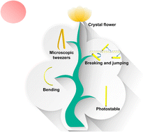 Graphical abstract: Substituent-modulated organic single crystals with a rapid natural light photomechanical response