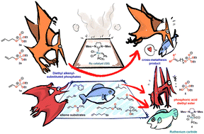Graphical abstract: Chain-length-dependent reactivity of alkenyl phosphates in ruthenium-catalyzed cross-metathesis
