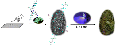 Graphical abstract: Facile synthesis of tetraphenylpyrazine-based AIE molecules with distinguishable fluorescence for aging latent fingerprint visualization