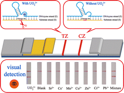 Graphical abstract: A DNAzyme-induced disposable strip biosensor for visual detection of trace levels of UO22+ in remote areas