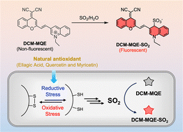 Graphical abstract: A fluorescent probe for sulfur dioxide reveals intracellular reductive stress triggered by natural antioxidants