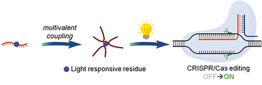 Graphical abstract: Sequence-independent optical regulation of CRISPR/Cas editing using star-shaped crRNA dendrimers