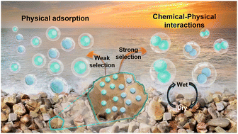 Graphical abstract: Chiral amplification of prebiotic peptide synthesis induced by chemical–physical interactions on calcite surfaces