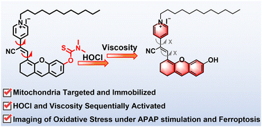 Graphical abstract: A mitochondria-anchored dual-lock probe for sequential detection of HOCl and viscosity during oxidative stress and ferroptosis