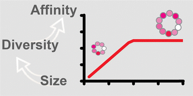 Graphical abstract: The effect of peptide size on target affinity in mRNA display-derived macrocyclic peptides