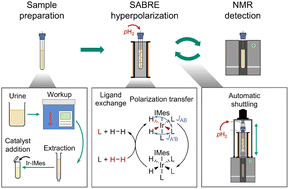 Graphical abstract: Benchtop NMR signal enhancement of metabolites in urine extract using SABRE