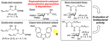 Graphical abstract: Total synthesis of mono-rhamnolipids using organophotoacid-catalyzed glycosylation and their antibacterial activity