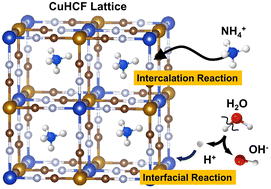 Graphical abstract: Deciphering the cooperative roles of NH4+ and H+ in aqueous ammonium-ion batteries