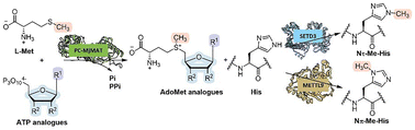 Graphical abstract: Histidine methylation via an enzymatic cascade with in situ generation of nucleoside-modified AdoMet analogues
